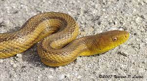 Yellow Rat Snake Close Up Rat Snake Snake Christmas Bird