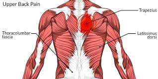 In the upper back region, the trapezius, rhomboid major, and levator scapulae muscles anchor the in addition to moving the arm and pectoral girdle, muscles of the chest and upper back work together as. How To Relieve Muscle Pain In My Upper Back Quora
