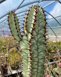 Image result for Euphorbia epicyparissias