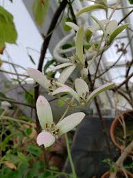 Image result for Congea