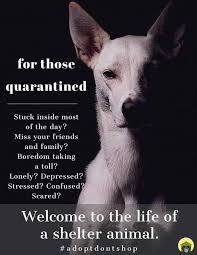 Pin By Janice Mombie On Animals Animal Adoption Quotes Dog Adoption Quotes Dog Quotes Love