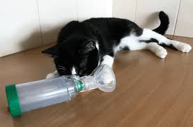 Steroid medication is used for severe asthma attacks which do not respond to regular reliever medication. Aerokat Feline Inhaler Review And A Confession Asthma Cats