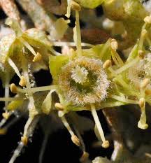 Image result for Combretum imberbe