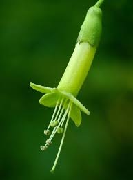 Image result for Vangueria vestita