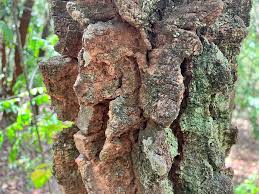 Image result for Zanthoxylum usambarense