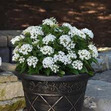 Image result for Pentas schumanniana