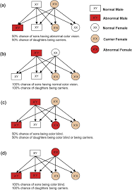 Inheritance Pattern Of X Linked Red Green Color Blindness