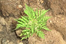 What color is ragweed pollen. Common Ragweed Hay Fever Culprit Weed Identification