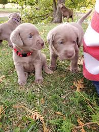Silver labrador breeders, silver lab puppies, charcoal lab puppies, tennessee. Thumb Silver Labrador Retriever S Home Facebook