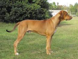 For training it successfully, you should be firm, fair, and consistent in your approach. Rhodesian Ridgeback Puppies In Florida