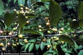 Image result for Cordia pilosissima