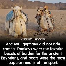 Resting camels gaze across the desert sands of giza to the famed egyptian pyramids outside cairo picture by danita delimont posters, art prints, canvas prints a beast of burden is a domesticated animal that is trained to carry people or goods. Ancient Egyptians Did Not Ride Camels Ancient History Ancient Ancient Egyptian