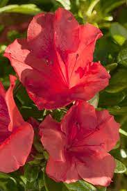 Autumn Sunset Encore Azalea Reblooming Flowers Azalea Shrub Bloom