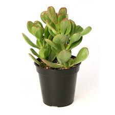 Lots of online succulent stores are popping up to make buying succulents online possible, easy, and good for the succulents themselves. Buy Cactuses And Succulents Plants Online India Clayie Com