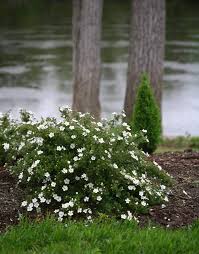 We did not find results for: Straucher Fur Den Garten Im Sommer 9 Effektvolle Sorten Michigan Gardening Zone 5 Landscaping Potentilla Shrub