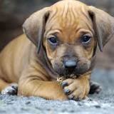 Image result for if a cat or dog has been seriously burned, what should you do? course hero
