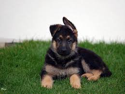 German shepherd dog wallpaper for phone. Black German Shepherd Wallpapers Wallpaper Cave