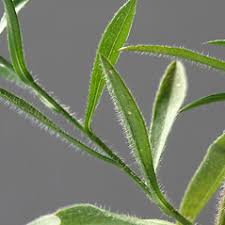 Image result for Andropterum