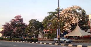 Prakirawan bmkg banten menyebutkan beberapa wilayah yang harus waspada potensi hujan sedang hingga lebat yang dapat disertai kilat atau petir dan angin. Hampa Sakura Kedah Tidak Semekar Tahun Lalu Walaupun Cuaca Panas Remaja