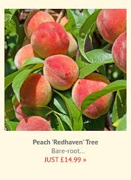 They came from a friend who dug them up under her mommy tree. Yougarden Com Save 5 On Patio Peach Crimson Bonfire Today Milled