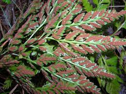 Image result for Asplenium adiantum-nigrum