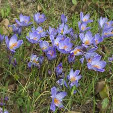 Image result for Crocus speciosus
