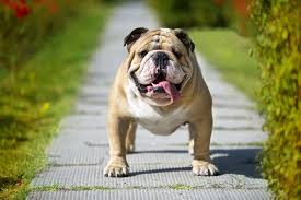 The american bulldog shepherd is a hybrid of two dogs known to shed. Do You Want A New Dog Here S The True English Bulldog Price K9 Web