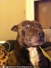 Surprised And Shocked Animals Dogs Pictures Shocked Dog Dog Pictures Surprised Dog Funny Dog Pictures