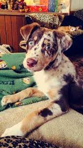 23 Aussiedor Ideas Puppies Australian Shepherd Australian Shepherd Lab Mix