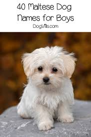 Naming your dog can be a fun way to reflect your identity, and spanish dog names are a great way to show off your amor for your heritage. 80 Beautiful Maltese Dog Names For Your New Pup Dogvills