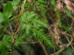 Image result for Lygodiaceae