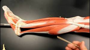 Muscular System Anatomy Lateral Leg Region Muscles Model Description Somso Youtube