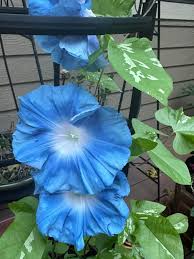 Image result for Ipomoea ephemera