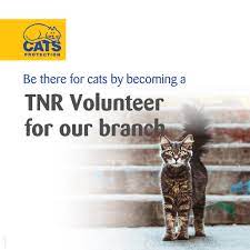 Halesowen District Cats Protection Home Facebook