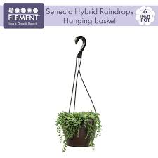 Image result for Senecio greenwayi