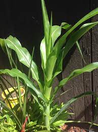 Choose your favorite corn stalks paintings from 123 available designs. Cornstalk Looking Plant Flowers Forums