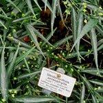 Image result for Strobilanthes anisophylla