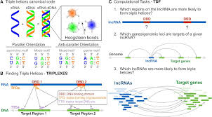 Ensembl On Twitter Triplex Domain Finder A New Method To Find Binding Sites Between Lncrna And Dna Nar Open Https T Co Xctjor757u Web Https T Co M8g3art9j0 Compbio Usingensembl Https T Co Pg8lwu6sle