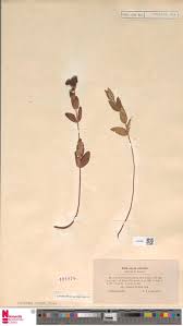 Image result for Indigofera paracapitata