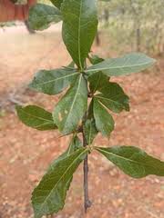 Image result for Eriocephalus luederitzianus