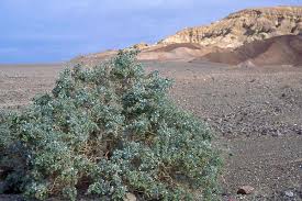 Image result for Atriplex