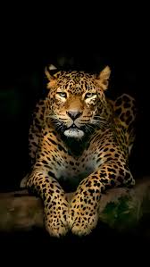 Leopard Iphone Wallpapers Jaguar Animal Wild Animal Wallpaper Animals