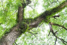 Image result for Vittaria elongata