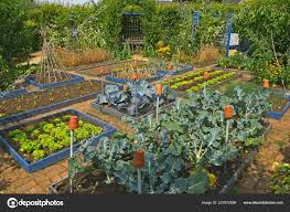Well Laid Out Vegetable Garden Private Garden August 2018 Oakham Stock Photo By C Gardenguru 227672656