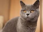 5 Things to Know About British Shorthairs - Petful