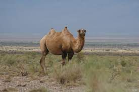 It is closely related to the bactrian camel (camelus bactrianus). Bactrian Camel Camelus Ferus