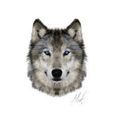 Wolf Head Png Google Search Wolf Face Wolf Photos Types Of Wolves