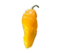 Maybe you would like to learn more about one of these? Amazon Com Yellow Dried Ghost Peppers Whole Dried Peppers 2 Free Wicked Tickle Super Hot Grocery Gourmet Food