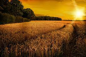 Maybe you would like to learn more about one of these? Wheat Ripening In Late Summer Sun In Shropshire Photograph By Amanda Elwell