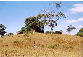 Image result for Poecilostachys oplismenoides